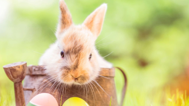 Pasqua, nel 2024 cade il 31 marzo.