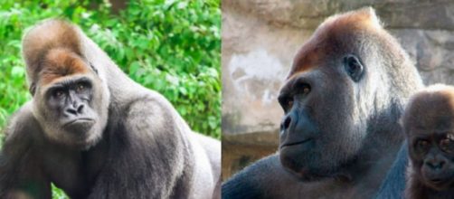 El gorila llegó al Zoo de Barcelona en 1996 (X, @ZooBarcelona)