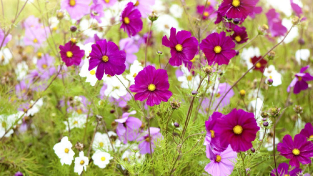 L'oroscopo di gioved&igrave; 14 marzo 2024 vedr&agrave; il segno dei Pesci recuperare una posizione di rilievo.