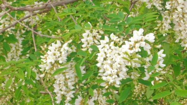 Fiori bianchi in primavera - © Katia Di Luna