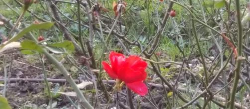 Fiore rosso in primavera - @ Katia Di Luna