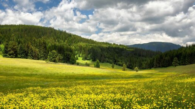 Vallata con prato e fiori © pexels.com.