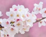 Dei fiori di ciliegio © Pixabay.