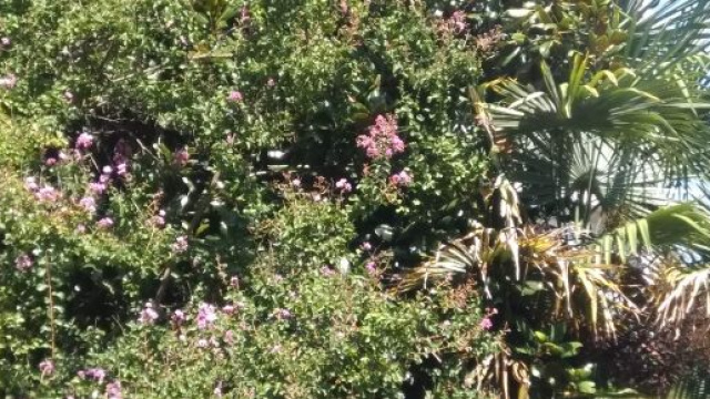 Alberi con fiori rosa - © Katia Di Luna
