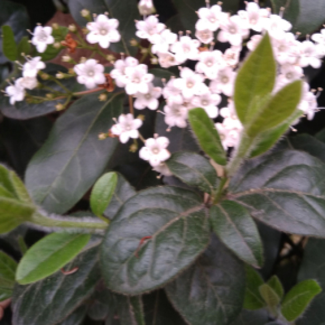 Foglie con fiori bianchi -© Katia Di Luna