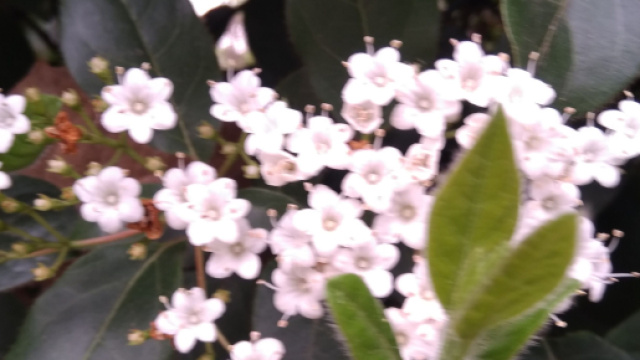 Foglie con fiori bianchi -&copy; Katia Di Luna