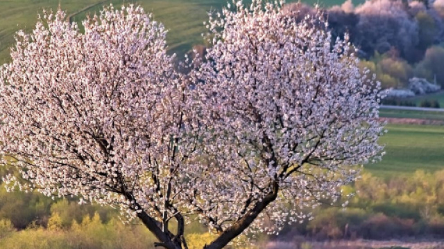 L'oroscopo settimanale dall'11 al 17 marzo, vita di coppia e single: Cancro rubacuori.