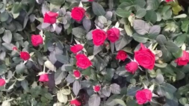 Piccole rose rosse - © Katia Di Luna