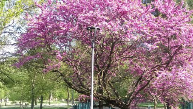 Albero di Giuda fiorito - &copy; Katia Di Luna