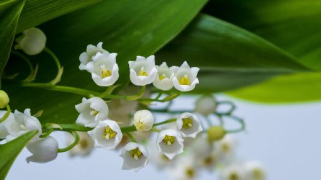 Fiori di maggio. ©Immagine di Pixabay