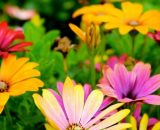 Fiori colorati di primavera-© pexels