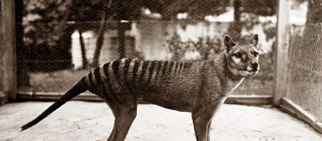 La rinascita della tigre della Tasmania: tra scienza e speranze di clonazione