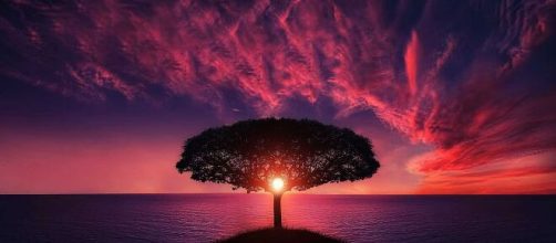 Oroscopo, un tramonto e un albero (©pixabay.com).