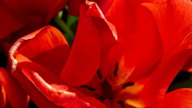Papaveri rossi - Immagine di © Pexels.