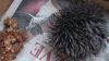 Una mujer creyó salvar a una cría de erizo en Reino Unido que resultó ser un pompón