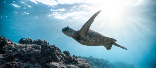 Sea turtle swimming underwater over coral to illustrate climate change (Image source: Jeremy Bishop/Pexels)