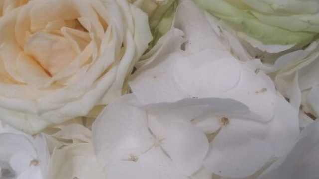 Rose bianche e altri fiori -&copy; Katia Di Luna.