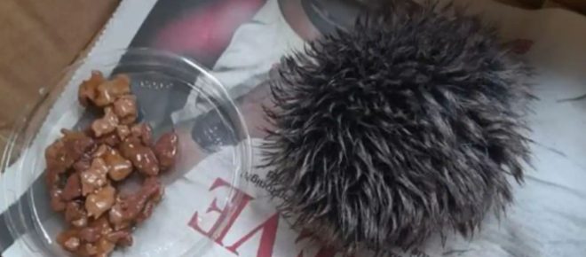 Una mujer creyó salvar a una cría de erizo en Reino Unido que resultó ser un pompón