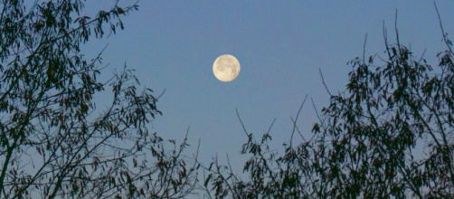 Luna con alberi e cielo - © Pexels.