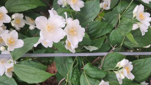 Cespuglo di fiori bianchi - © Katia Di Luna