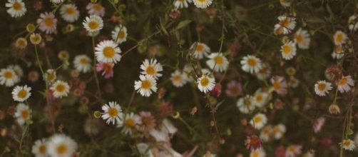 Prato primaverile di margherite- © Pexels