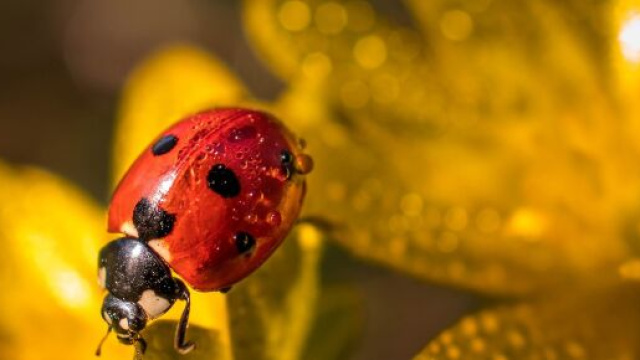 Coccinella e fiore - Immagine © Pixabay.