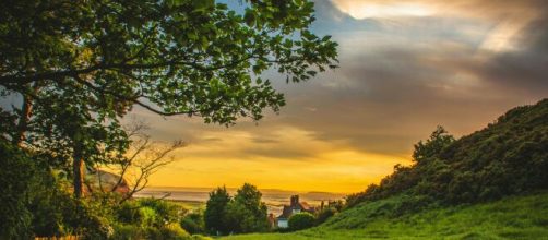 Paesaggio con alberi e prato verde - © Pexels