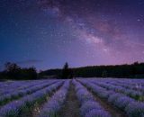 Cielo stellato su un campo di fiori - © Pixabay.