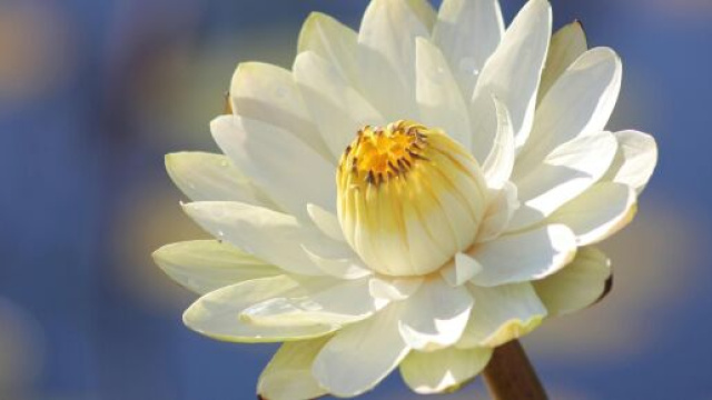 Una dalia bianca - © Pexels.com