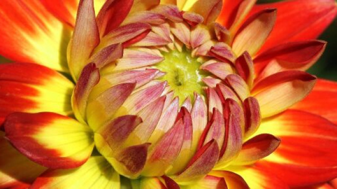 Fiore arancione © immagine Pixabay