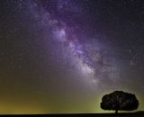 Oroscopo, un albero e un cielo stellato (©pixabay.com)