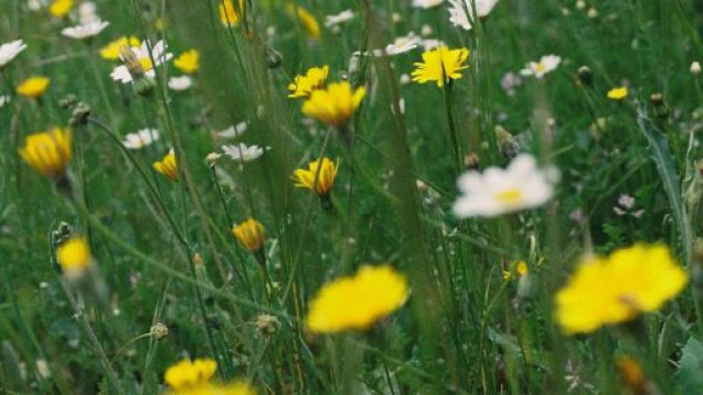 Prato di fiori gialli e bianchi - © Pexels.com