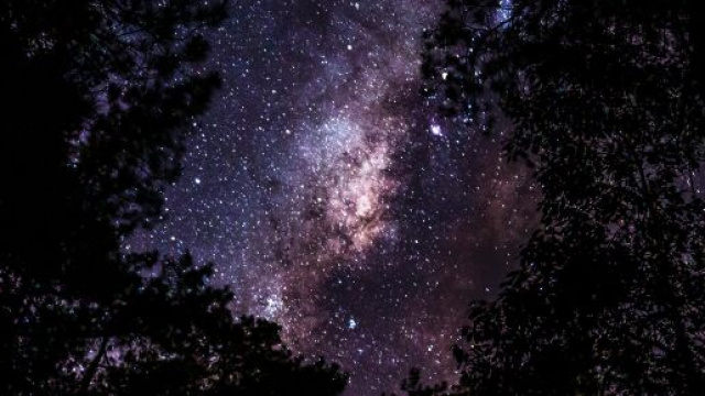 Cielo stellato e alberi - (© Pexels).