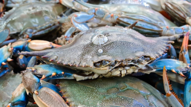 Il granchio blu © Wikimedia commons