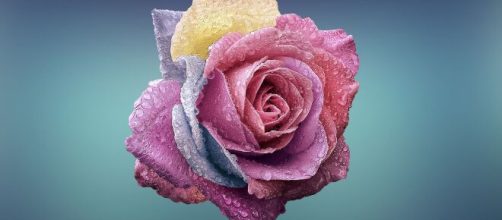 Una rosa di diversi colori ©Pixabay