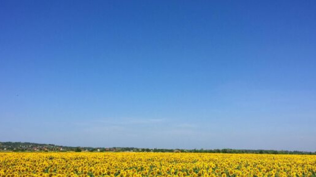 Campo di girasoli e cielo sereno- © Pexels.com.