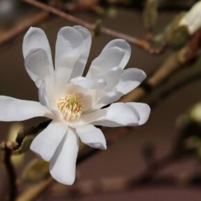 Oroscopo 18 giugno con fiore ©Immagine di Pixabay