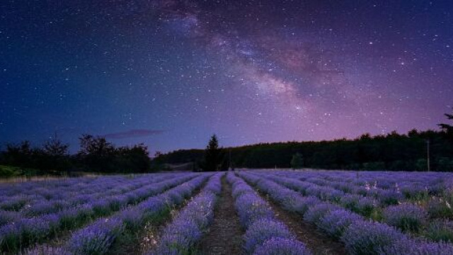 Stelle su un campo di fiori - © Pixabay.