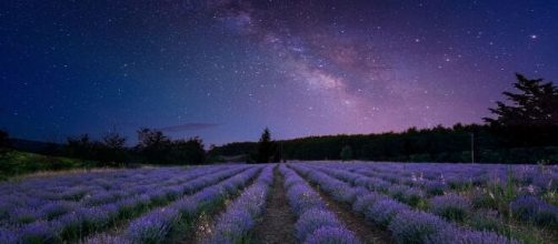 Cielo stellato su un campo di fiori - © pixabay.com