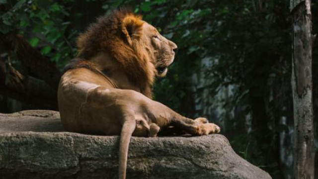 Leone sdraiato a riposo - &copy; Pexels.