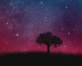Un albero immerso nel cielo stellato - © Pixabay.