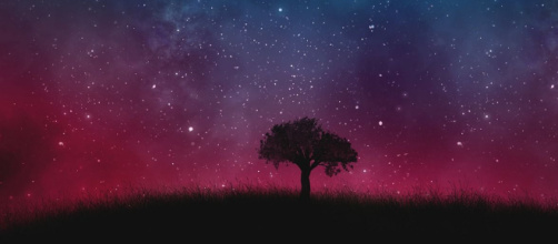 Un albero immerso nel cielo stellato - © Pixabay.