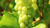 Gelatina di uva, una golosità adatta a ogni stagione