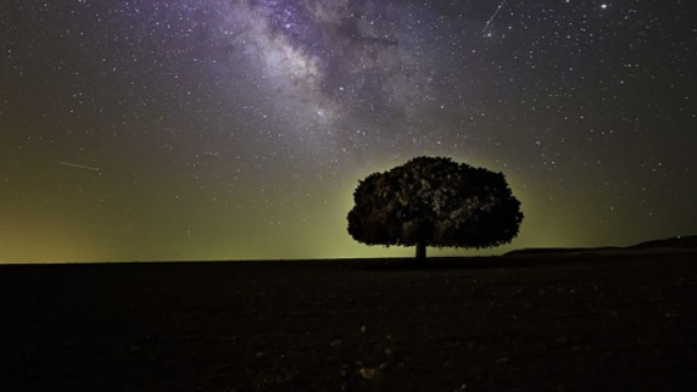 Albero illuminato dalla volta celeste © pixabay.com