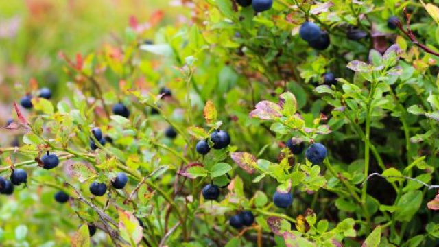 Oroscopo venerd&igrave; 26 luglio 2024 &copy;Immagine di Pixabay.