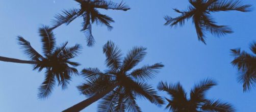 Cielo azzurro con palme -© Pexels.