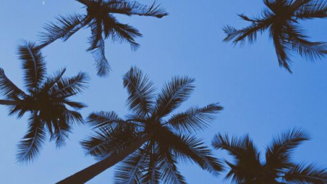 Cielo azzurro con palme -&copy; Pexels.