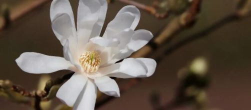 Un fiore di magnolia (© Pixabay).