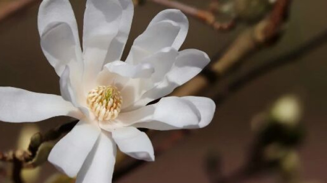 Un fiore di magnolia (&copy; Pixabay).