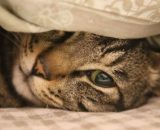Un gatto sotto a una coperta © Pixabay